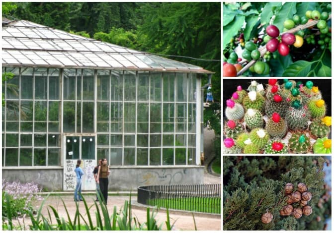 фото: floristics.info, juanitacatalinaysol-blog.tumblr.com, cikavo.net, commons.wikimedia.org