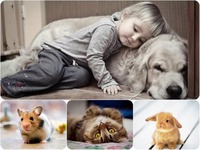 фото: 8zaicev.kiev.ua, tsn.ua, usiter.com