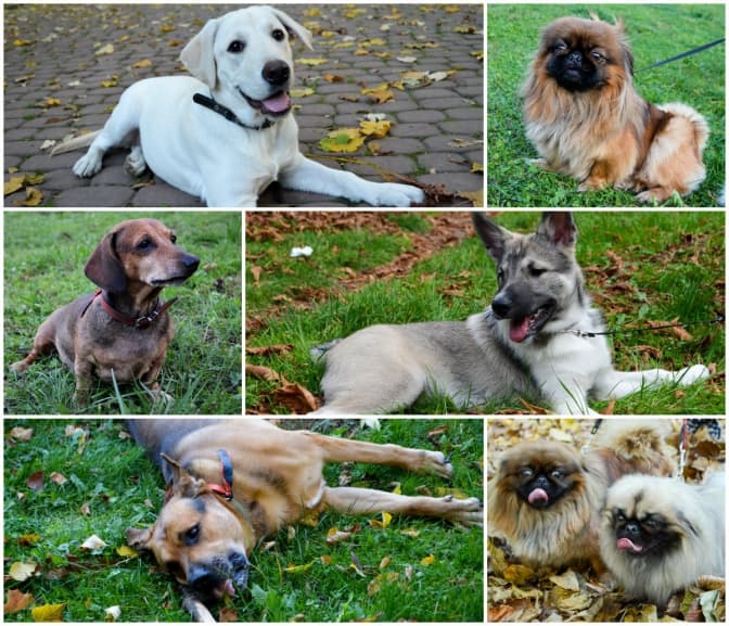 Львів’яни та їхні собаки: пес-бандерівець, тихенька Бетті та лагідний Тіціан