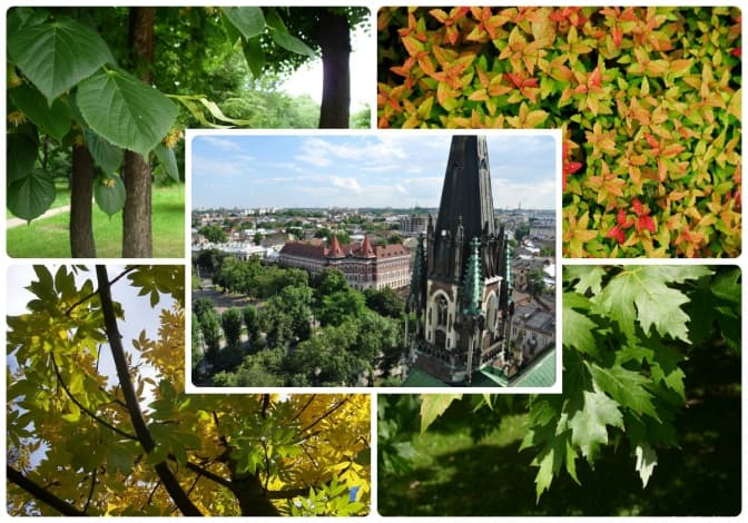 Фото: garden-house.kiev.ua, wikipedia.org, vedamost.info, fitoapteka.org, alex-shutyuk.livejournal.com