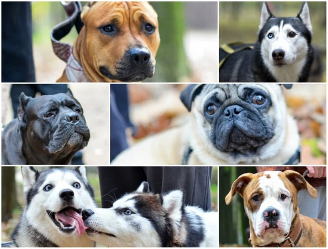 Львів’яни та їх собаки: цілувака Фрай, м’язистий Манук та вредний Алтай