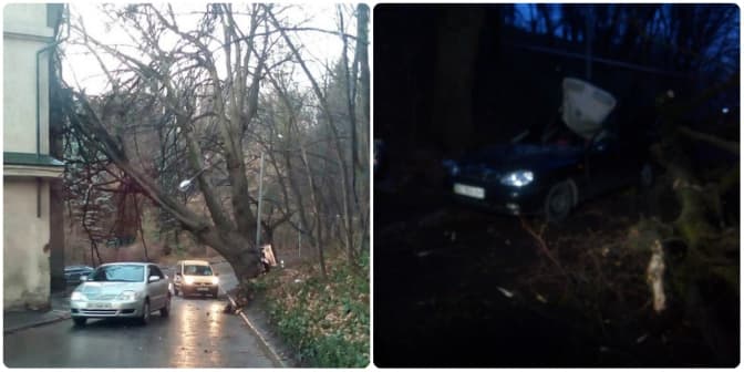 У Львові через негоду падають дерева. Є постраждалі