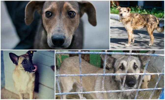 Завтра львів’яни подбають про безпритульних собак. Як долучитись?