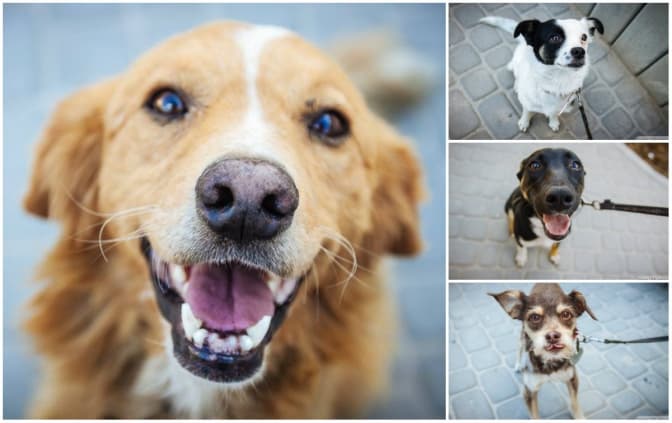 Сьогодні – День безпритульних тварин. 5 песиків, які чекають господаря у Львові