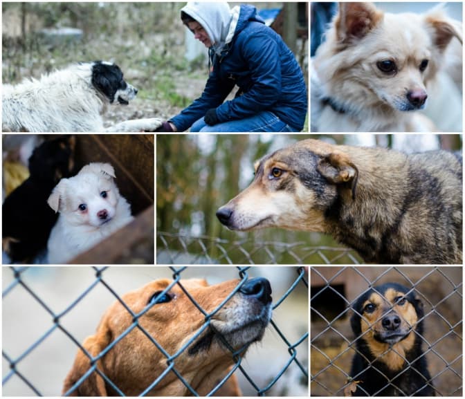 Нас люди часто шантажують: прив'язують тварин до паркану...