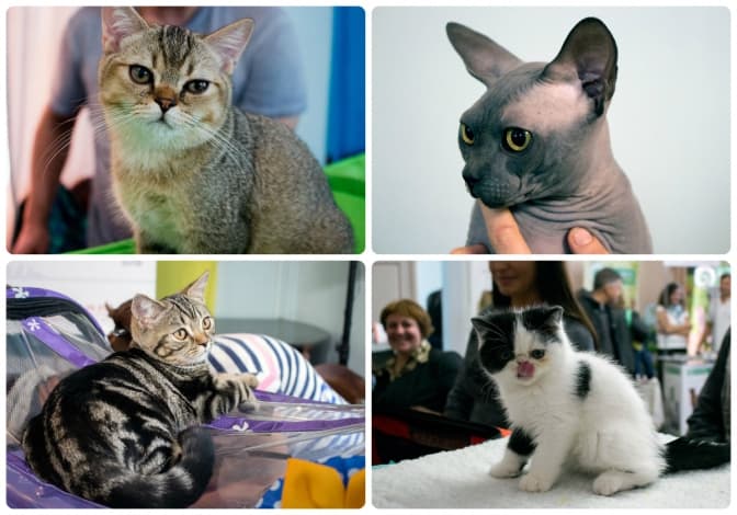 У Львові відбулася виставка котів. Фото