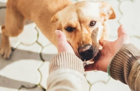 У Львові виловлюють безпритульних собак. Графік виїзду бригад в лютому
