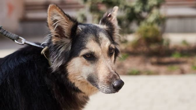 Фото: Іра Шелест/ЛКП Лев