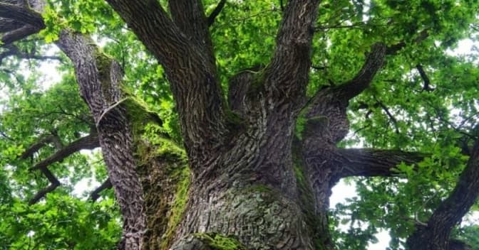 Екологи пропонують створити біля Феофанії в Києві заповідник «Вікова діброва». Петиція
