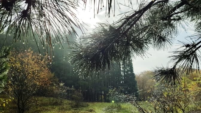 Уперше дерево-велетень у Ботанічному саду Львова отримало ім’я