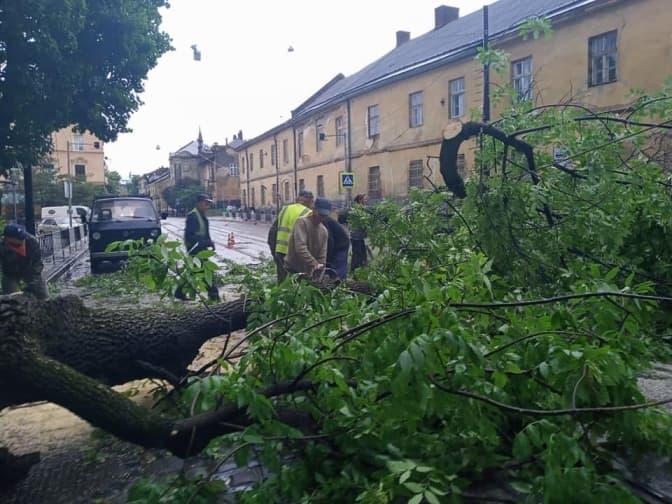 У Львові через негоду впали близько двох сотень дерев. Фото