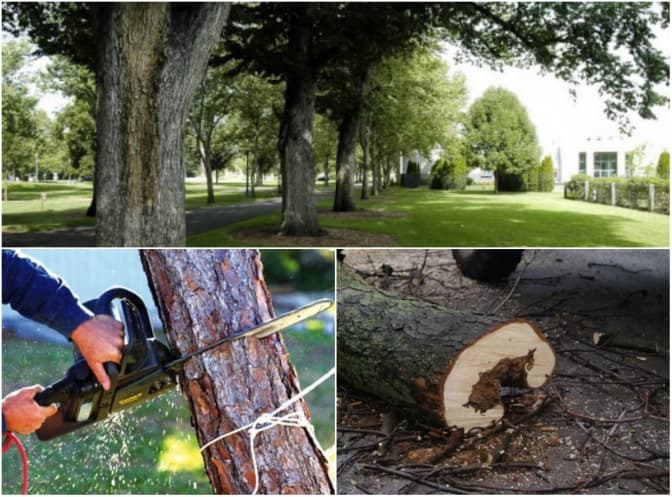 фото: botanichka, novograd.osp-ua.info, gazeta-misto.te.ua
