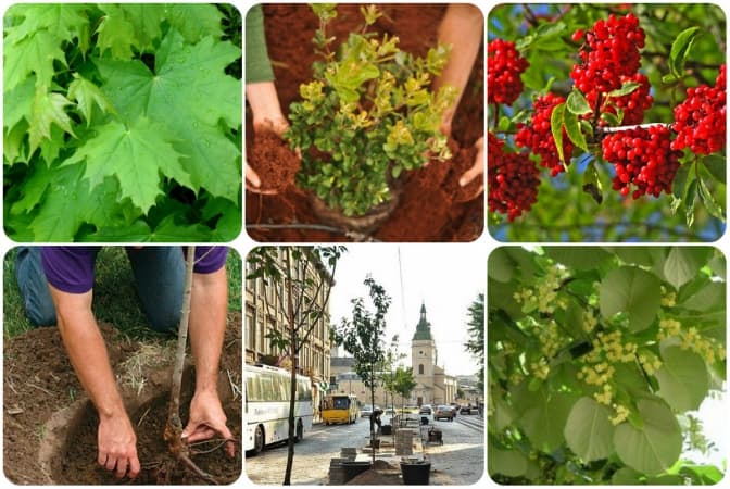 фото: news.vash.ua, portal.lviv.ua, greensad.com.ua, cvitka.com