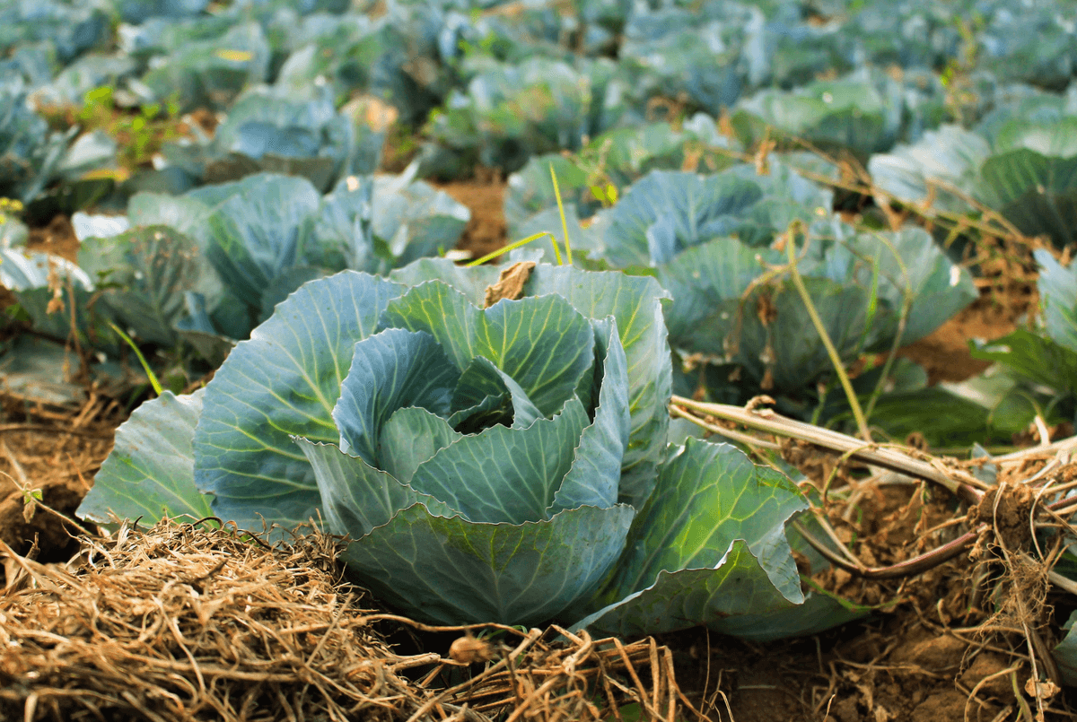 На Львівщині збільшується вирощування огірків, цибулі та капусти