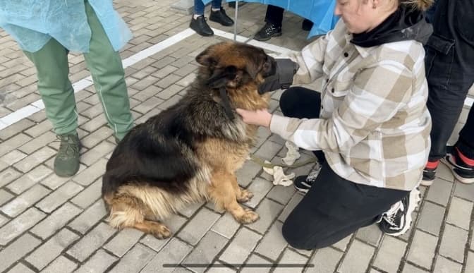 Біля Львова безкоштовно вакцинували домашніх тварин від сказу