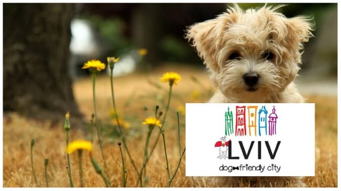Сьогодні львів’яни беруть на роботу собак