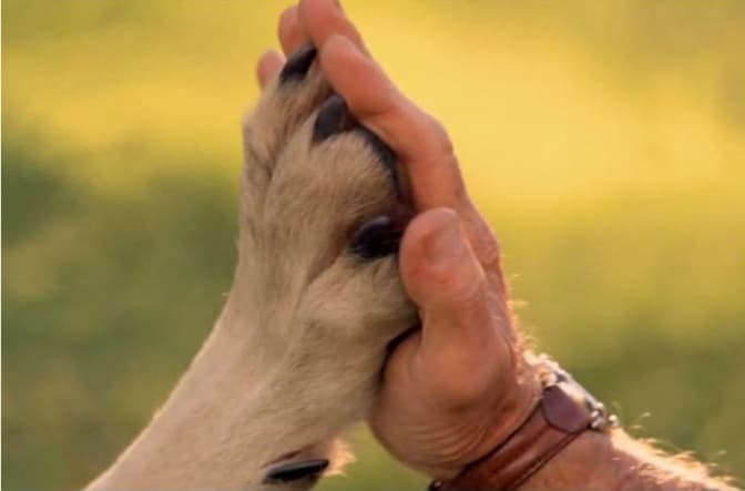 Сім #перемог львівського КП «Лев» за півроку