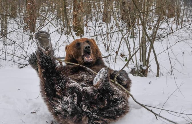 Львів’ян запрошують на екскурсію у ведмежий притулок