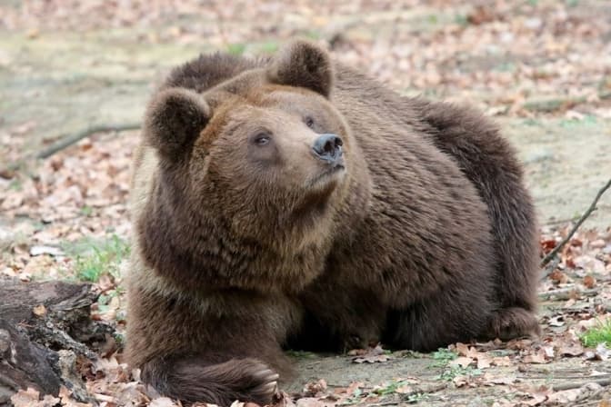 Ведмежий притулок «Домажир» біля Львова відкриває туристичний сезон