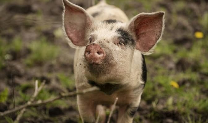 фото умовне