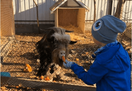Львівський притулок для тварин потребує допомоги на вакцинацію чотирилапих. Як долучитись