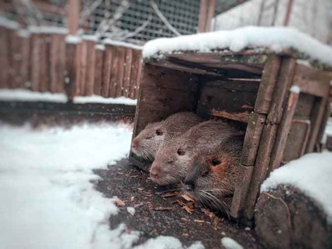 Фото: Домівка врятованих тварин