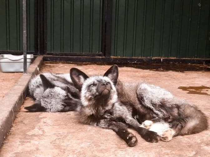 Фото: Орест Залипський