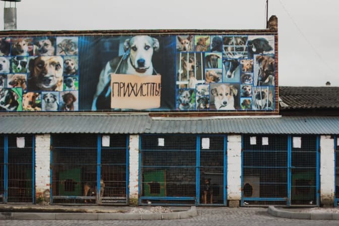 Фото надано ЛКП "Лев"