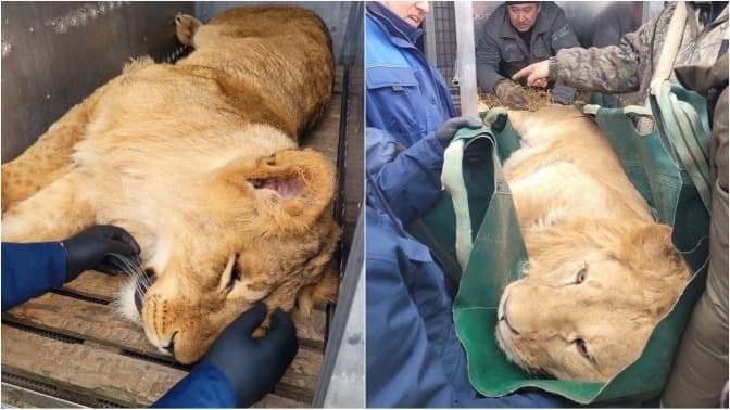 До Центру порятунку диких тварин евакуювали двох левів з Київщини