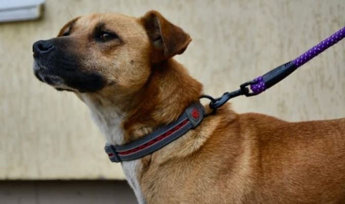 ЛКП «Лев» шукає фотографа-волонтера для зйомок тварин