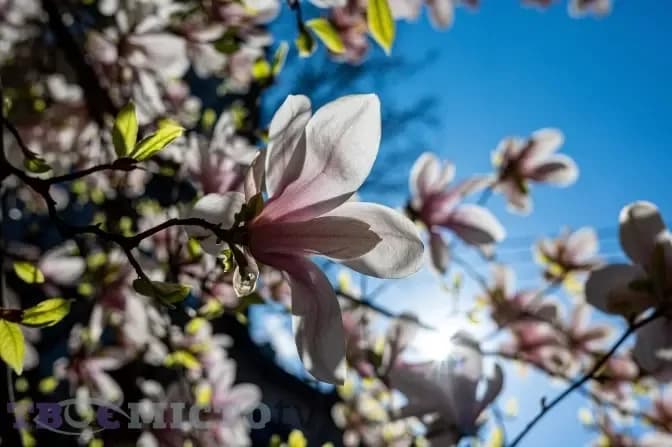 Де зараз цвіте магнолія, сакура і тюльпани: квітучі локації у Львові