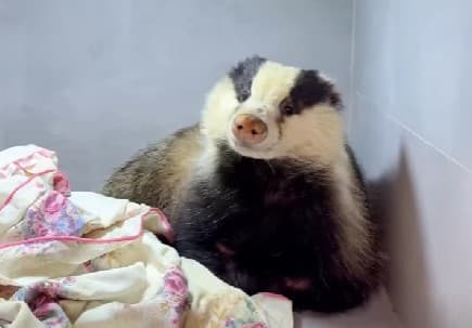 Фото: борсук Борис