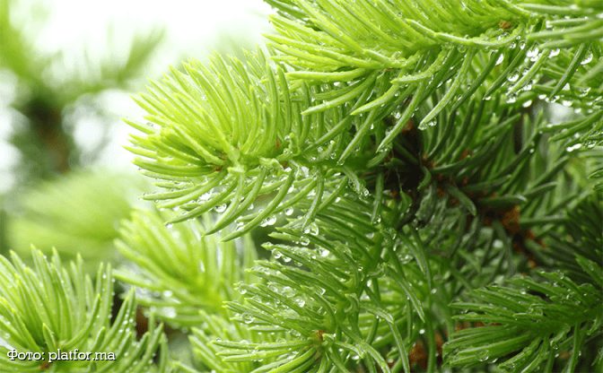 Фото: platfor.ma