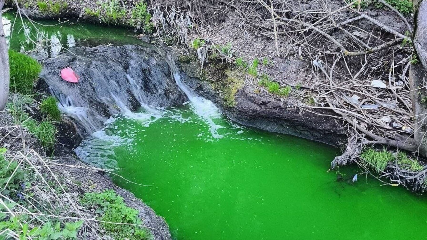 Ділянка річки Зубра, яка набула яскравого зеленого кольору / фото із соцмереж