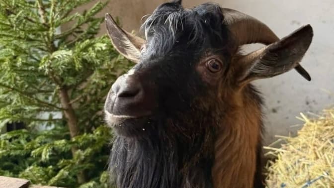 Львів’ян закликають приносити післясвяткові ялинки для кіз із «Домівки»