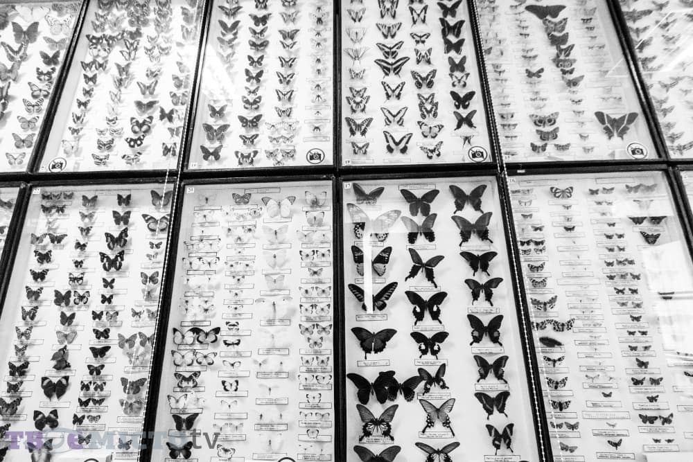 Львів'ян запрошують дізнатися більше про світ комах