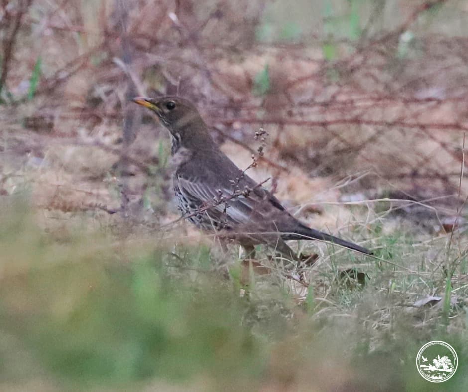 У Чорнобильському заповіднику вперше за пів століття помітили рідкісного гірського дрозда
