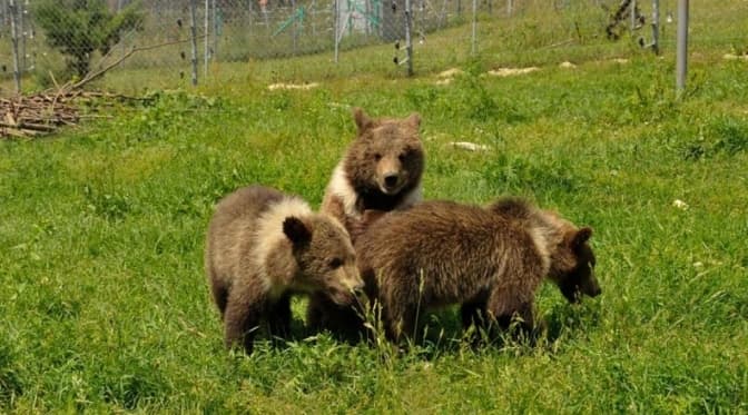 ведмежий притулок «Домажир»
