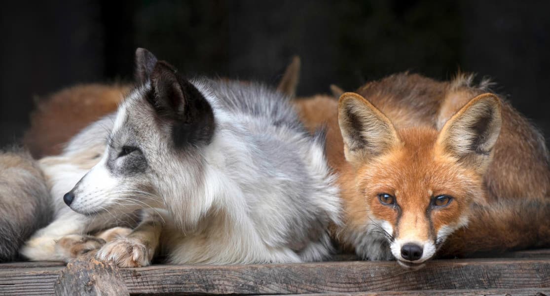 Базар добра: львів’ян просять приносити речі на продаж для підтримки тварин