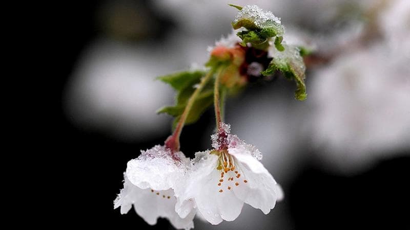 У Львові три ночі поспіль фіксують аномальний холод: знову побито рекорд