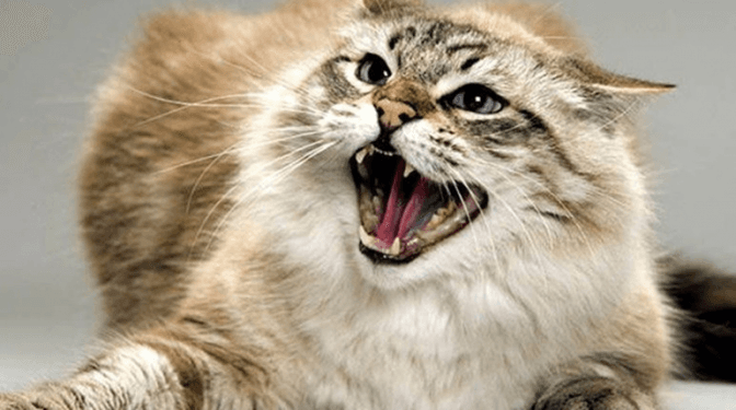 Фото умовне