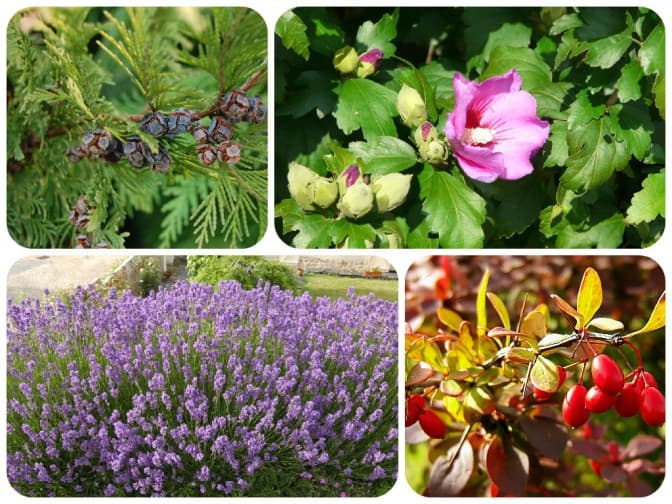 Фестиваль садівництва «Floria Фест». Що подивитись?