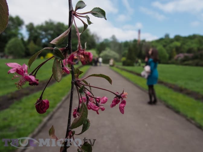 Селфі з рододендроном. Фоторепортаж із Львівського ботанічного саду