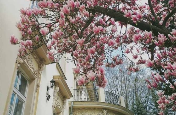 У Львові оновили «Карту квітучих локацій», де зазначені місця цвітіння дерев і квітів