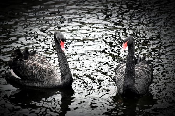 Фото: Київський зоопарк