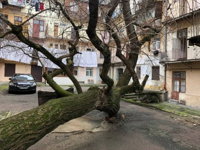 У Львові натрапили на тополю-гібрид, яку можуть віднести до пам'яток природи