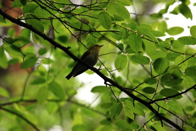 Львів'ян запрошують на екскурсію "У пошуках птахів"