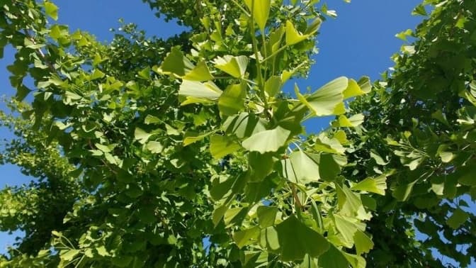 У Львові зламався 200-літній велетень-гінкго. Що про нього відомо