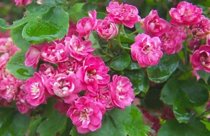 У столичному парку «Перемога» кияни висадили особливе дерево