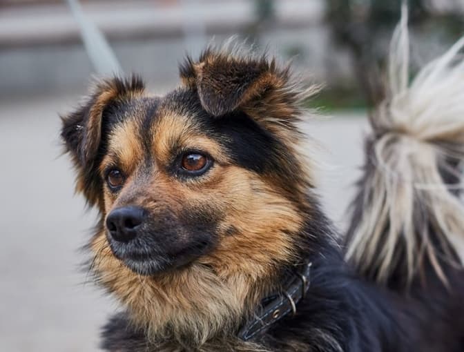 6 песиків ЛКП «Лев» шукають нові домівки. Фото